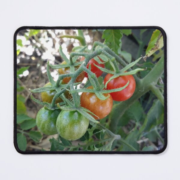 Item preview, Cocktail Tomatoes in Garden designed and sold by Beachy.