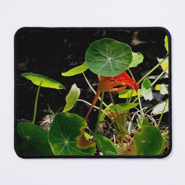 Item preview, Nasturtium in Sunlight and Shade designed and sold by Beachy.