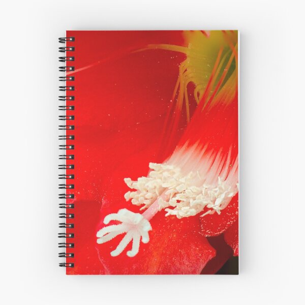 Item preview, Red Cactus in full bloom designed and sold by pcbermagui.