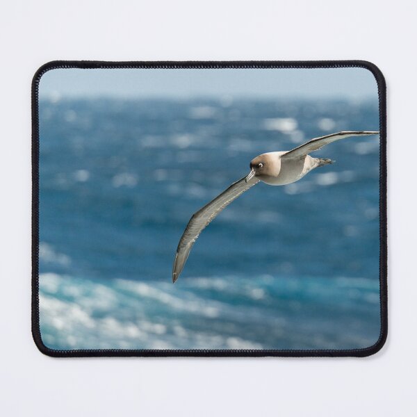 Item preview, Light-mantled sooty albatross designed and sold by Mark Prior.