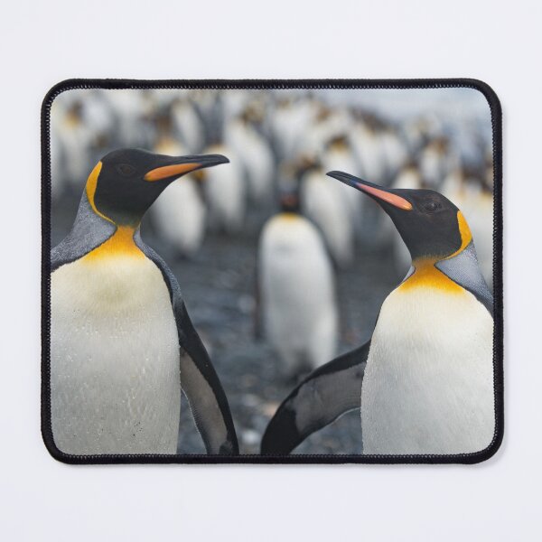 Item preview, King Penguins on Salisbury Plain, South Georgia designed and sold by Mark Prior.