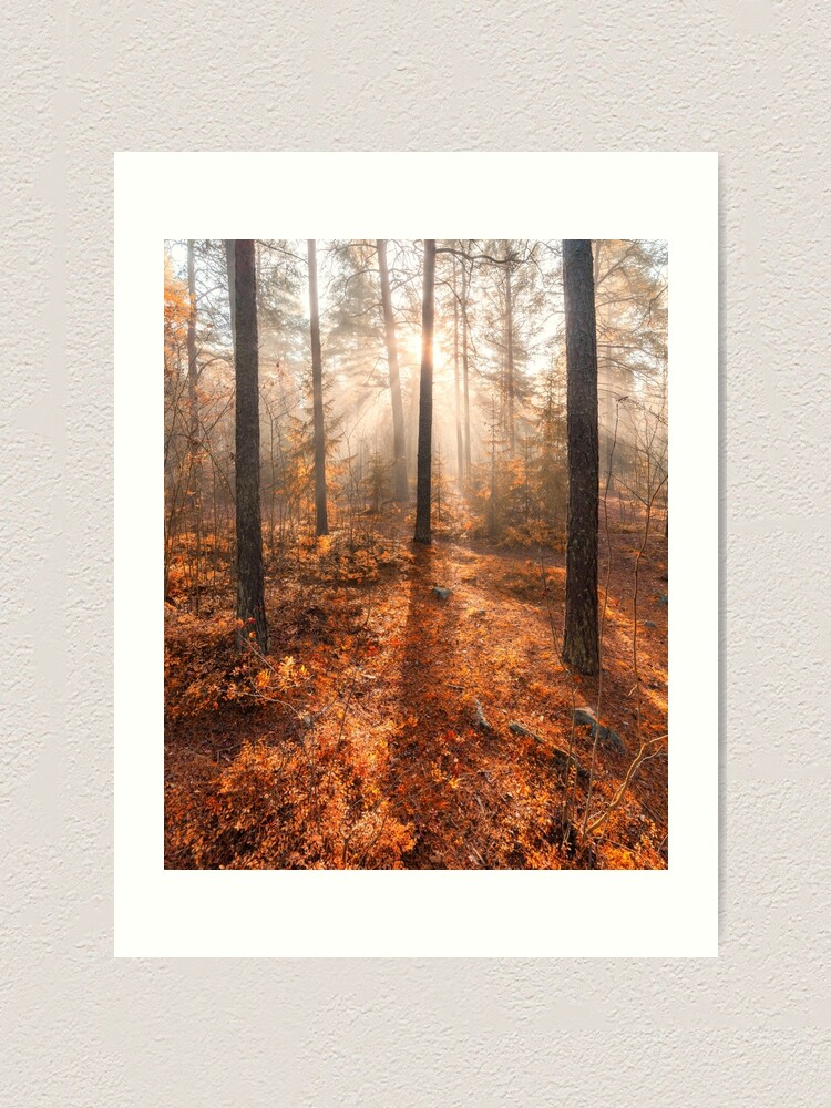 Alternate view of Foggy morning autumn forest Art Print