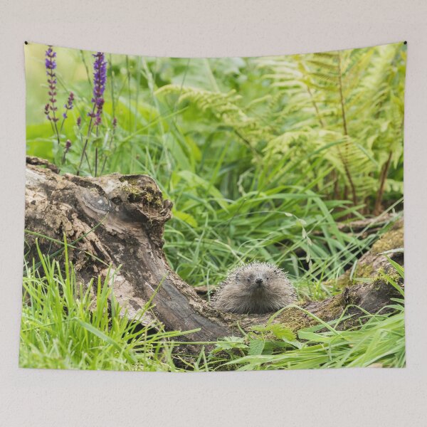 Artikelvorschau, Harry der Igel entworfen und verkauft von Jane Stanley Photography.