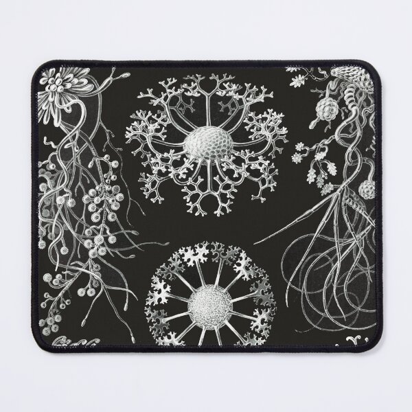 Item preview, Ascomycetes–Schlauchpilze designed and sold by AntiquusForma.