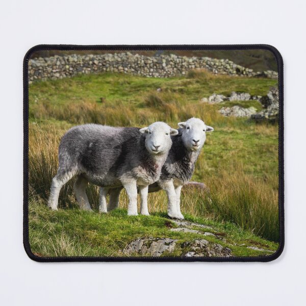 Item preview, Herdwick Sheep Landscape designed and sold by Jane Stanley Photography.