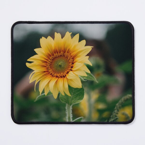 Item preview, Sunflower Focus Photography designed and sold by hatimelhag.