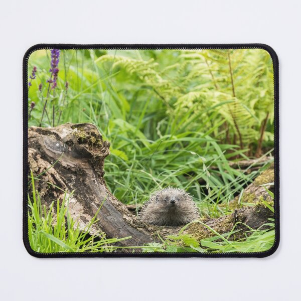 Artikelvorschau, Harry der Igel entworfen und verkauft von Jane Stanley Photography.