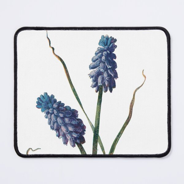Item preview, Grape Hyacinth Print, Original Flower Print, Botanical Antique, Antique print, Grape Hyacinth Print Wall art, Grape Hyacinth Print Flower, Grape Hyacinth Prints designed and sold by Studio66Designs.