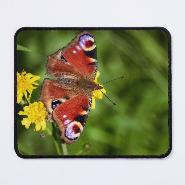 Item preview, European peacock on green designed and sold by Jouko Lehto Photography.