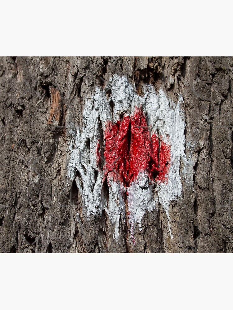 Forest tree, marked with red and white circle, wooded bark texture, original photography by CWartDesign
