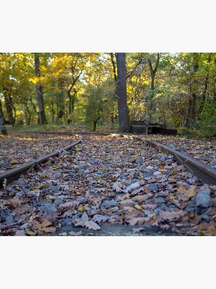 Railway through forest, pathway, partial shade, leaves on the ground, Autumn, original photography by CWartDesign