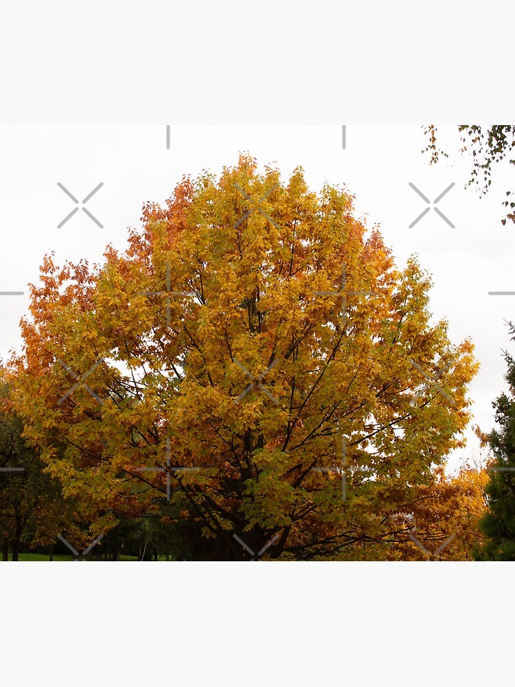 Autumn leaves in oranges and reds and greens. Fall colors tree by CWartDesign