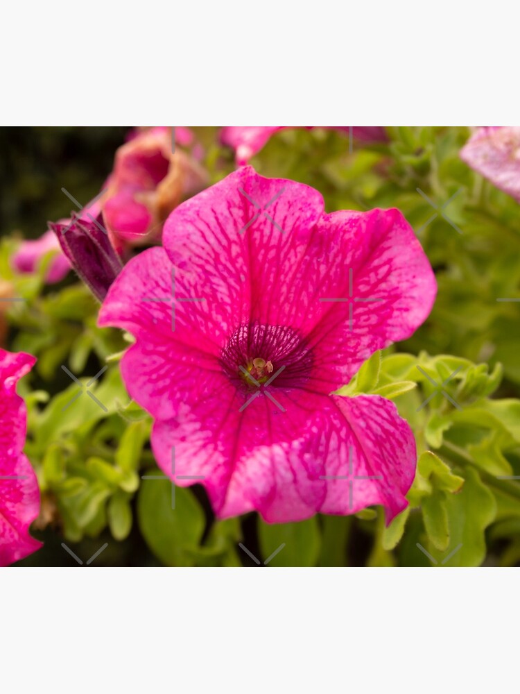 Petunia flower hot pink original photo by CWartDesign