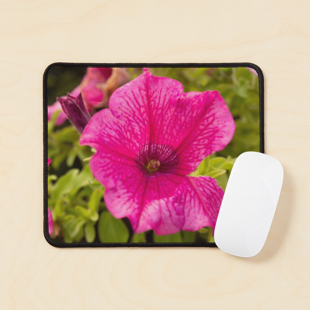 Petunia flower hot pink original photo Mouse Pad