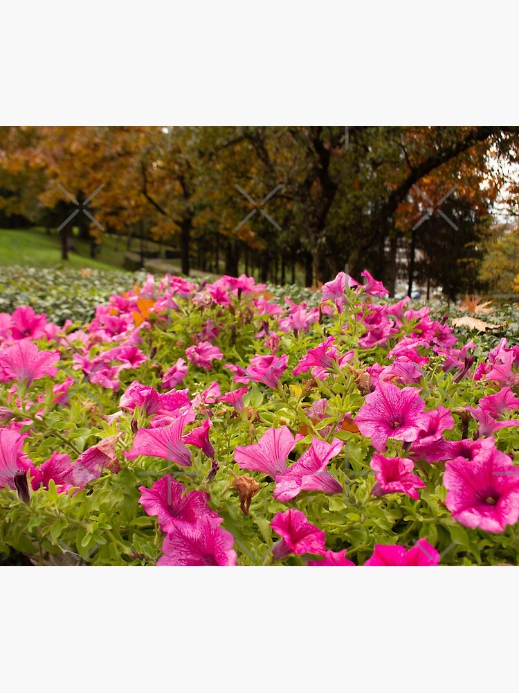 Petunia flower hot pink original photo by CWartDesign