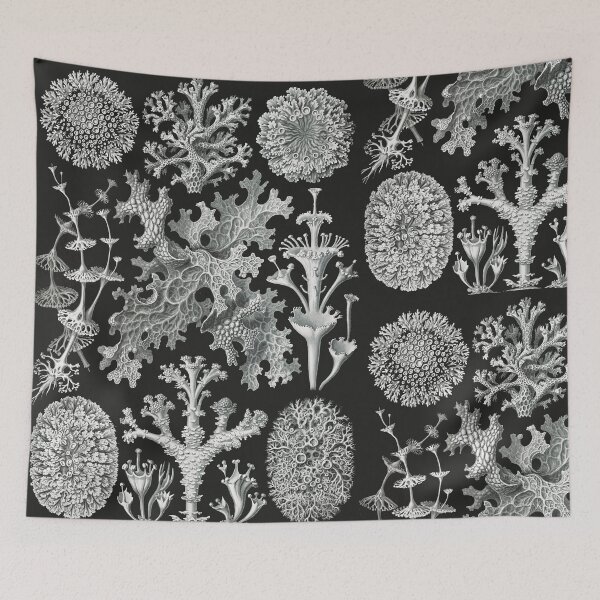 Item preview, Lichenes–Flechten  designed and sold by AntiquusForma.