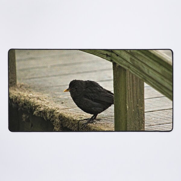 Item preview, Blackbird Bird Standing on Wooden Pier designed and sold by Anna Lemos.