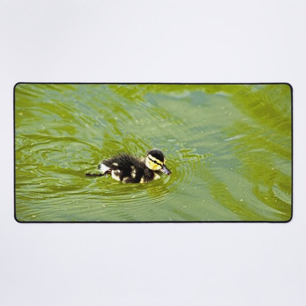 Item preview, Little Baby Mallard Duckling Swimming Green Pond designed and sold by Anna Lemos.
