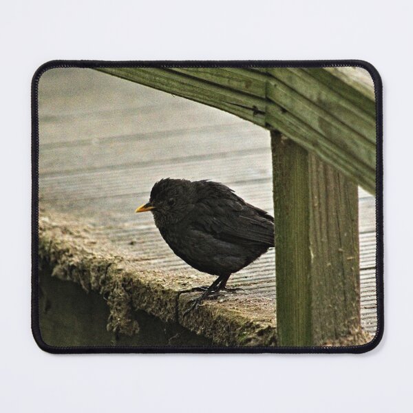 Item preview, Blackbird Bird Standing on Wooden Pier designed and sold by Anna Lemos.