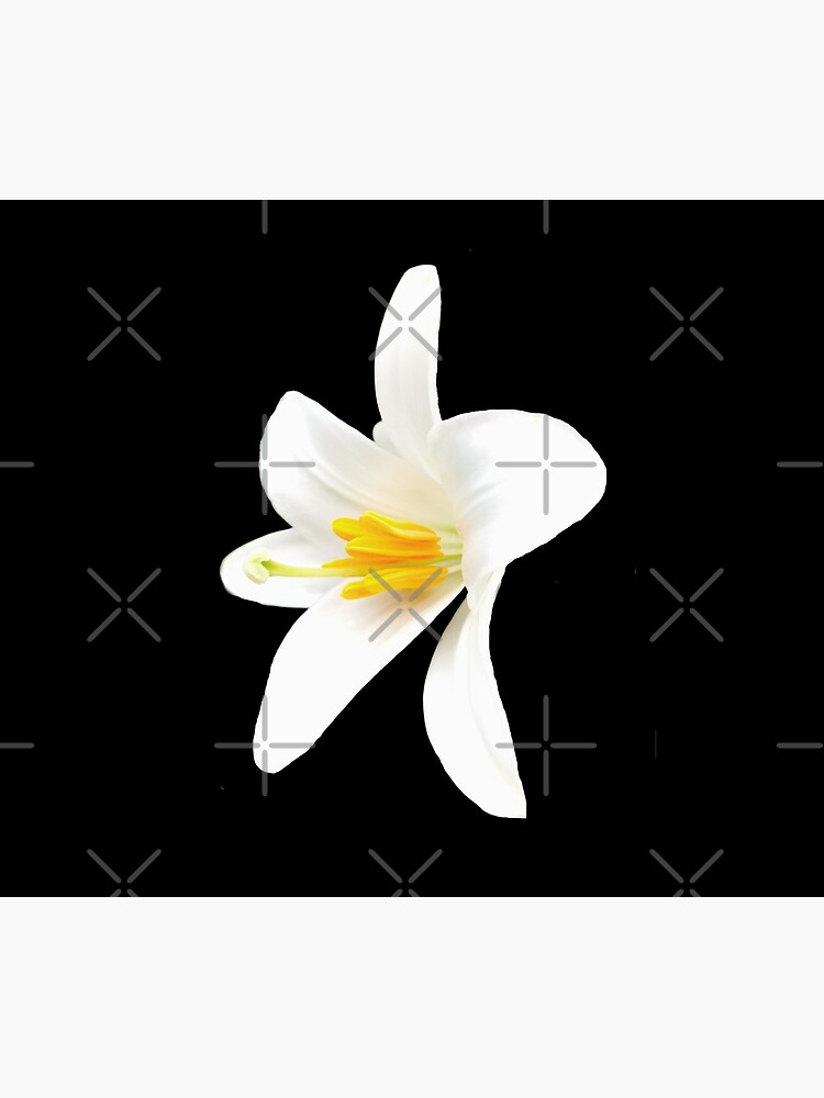 Isolated white lily by CWartDesign