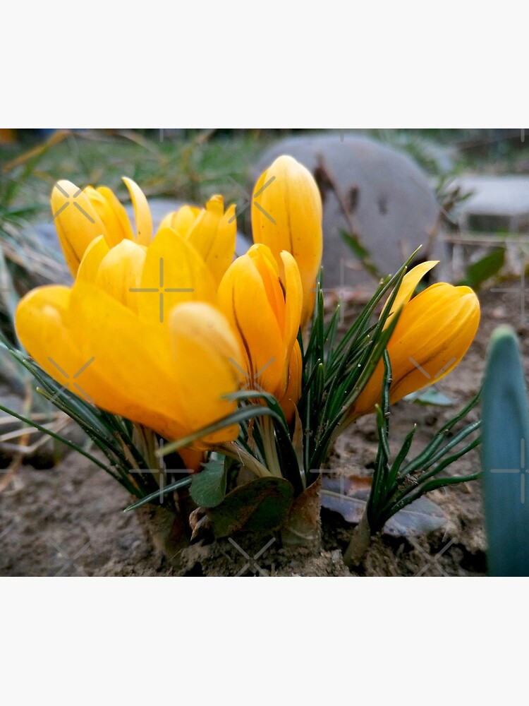 Delicate, yellow, spring flowers, seen from their level by CWartDesign