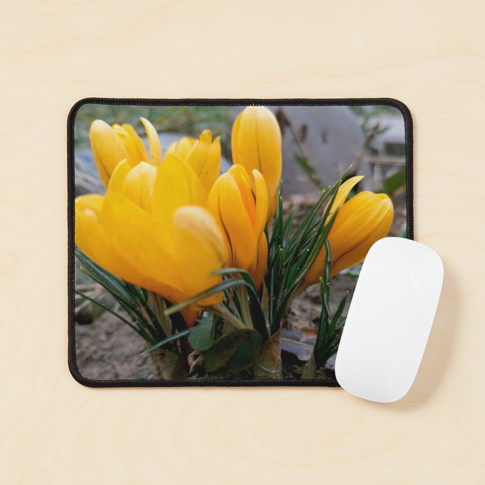 Delicate, yellow, spring flowers, seen from their level Mouse Pad