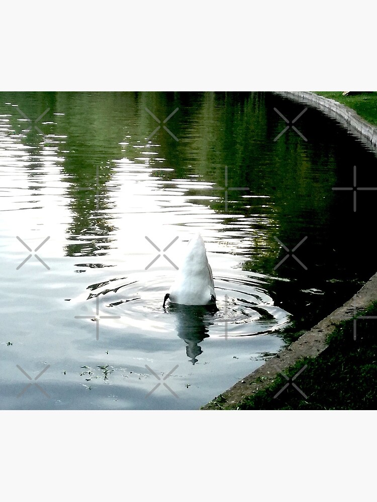Duck with its head in the water and its white tail up on a lake with water with green reflections from the willows on the edge and blue from the sky by CWartDesign