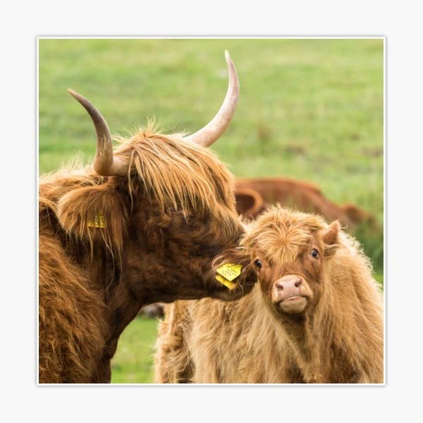 Cheeky Moo, Highland Cow Apron for Sale by Jane Stanley