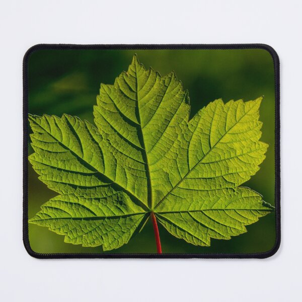 Item preview, Sycamore leaf designed and sold by iCimages.net.