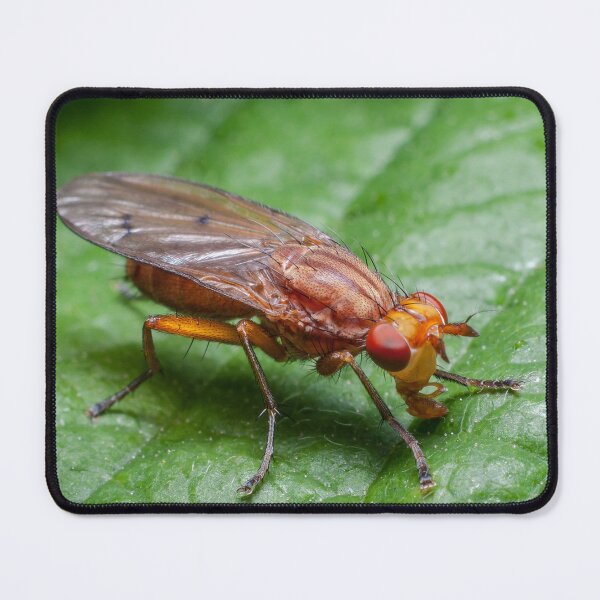Item preview, Orange fly - close-up designed and sold by iCimages.net.