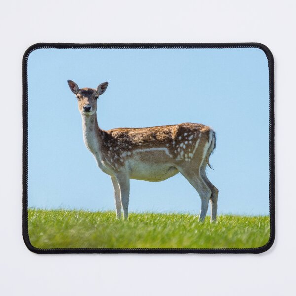 Item preview, Red deer doe designed and sold by iCimages.net.