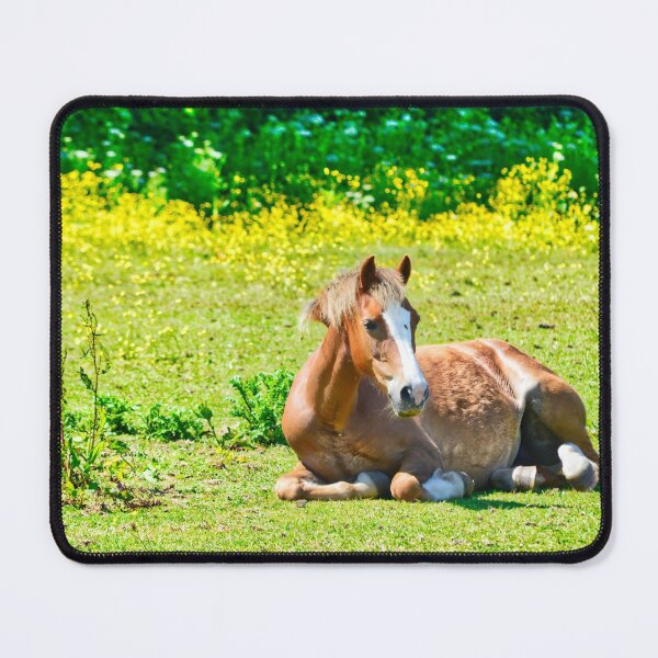 Item preview, Young Horse Resting in a Grassy Pasture in Wales designed and sold by Sailmates Reflections.