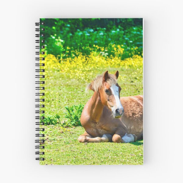 Item preview,  Young Horse Resting in a Grassy Pasture in Wales designed and sold by Sailmates Reflections.