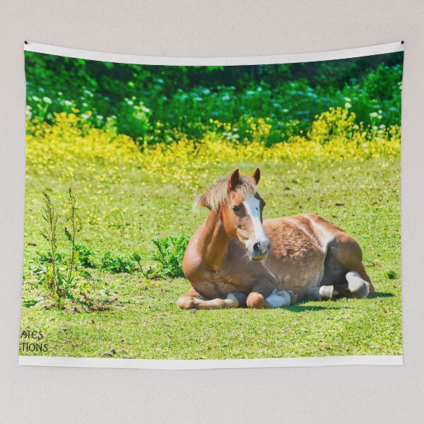Item preview,  Young Horse Resting in a Grassy Pasture in Wales designed and sold by Sailmates Reflections.