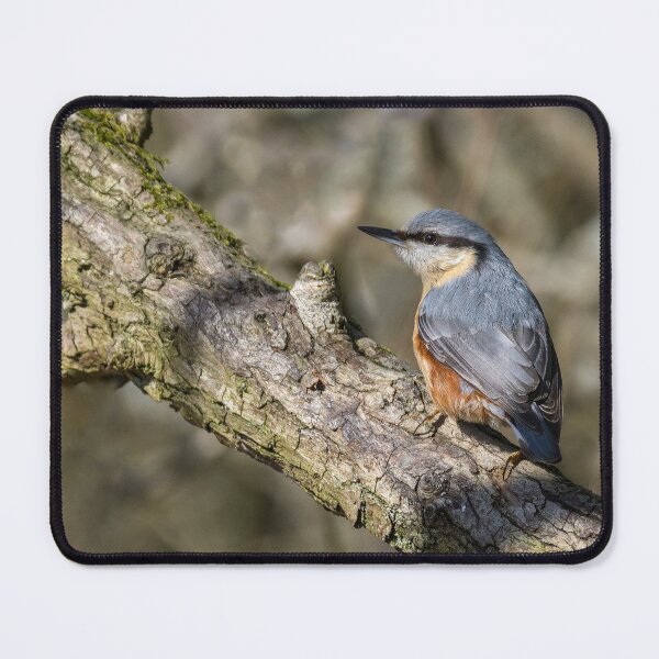 Item preview, Nuthatch bird designed and sold by iCimages.net.