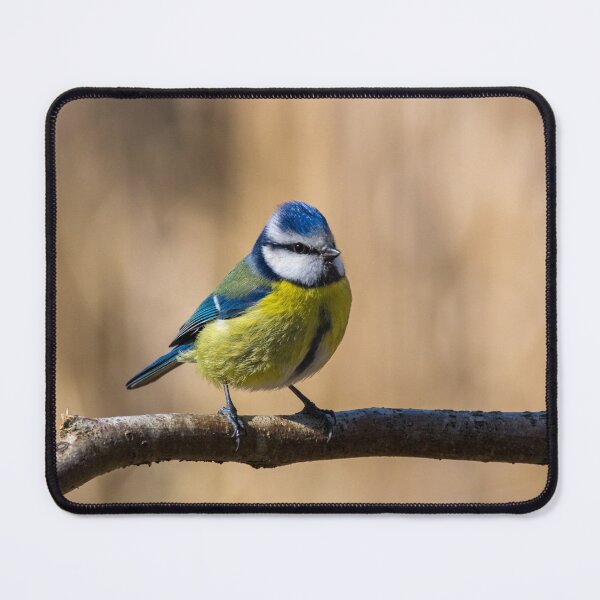 Item preview, Blue tit bird designed and sold by iCimages.net.
