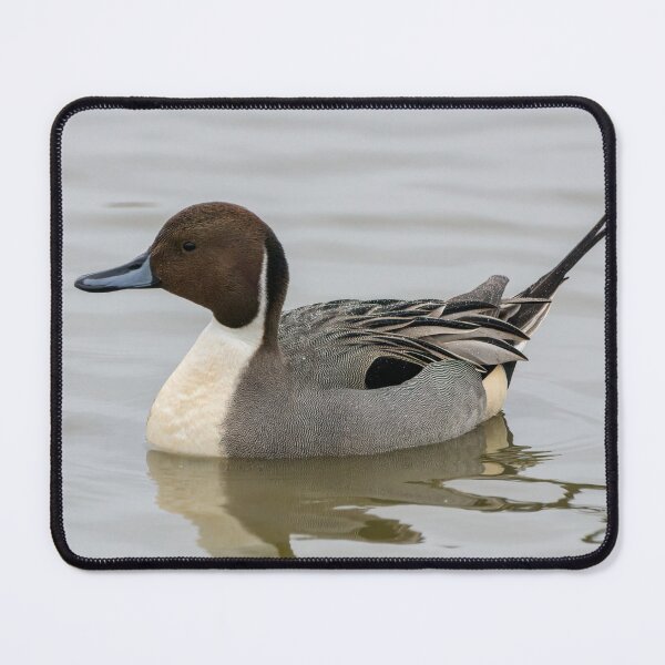 Item preview, Pintail duck designed and sold by iCimages.net.