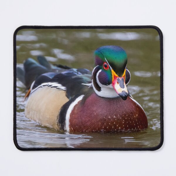 Item preview, American Wood Duck designed and sold by iCimages.net.