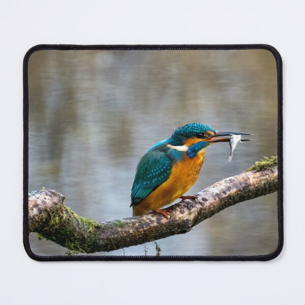 Item preview, Kingfisher designed and sold by iCimages.net.