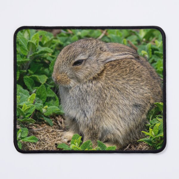 Item preview, A wild rabbit designed and sold by iCimages.net.