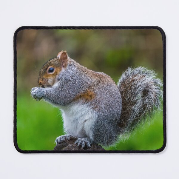 Item preview, Grey Squirrel designed and sold by iCimages.net.