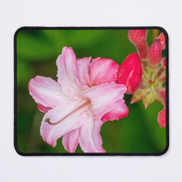 Item preview, Rhododendron flower designed and sold by iCimages.net.