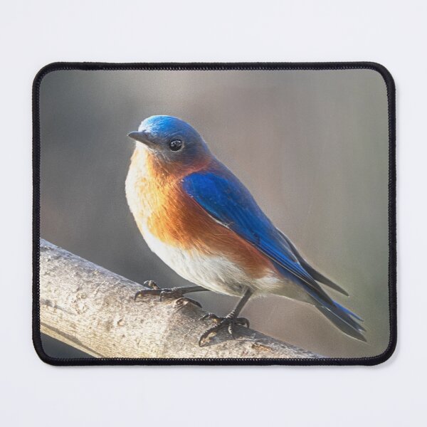 Item preview, Eastern Bluebird designed and sold by Kathy Weaver.