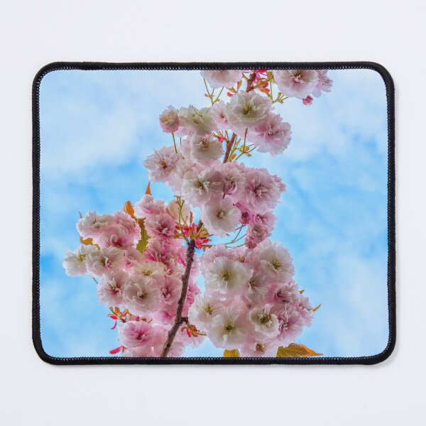 Artikelvorschau, Cherry tree blossom entworfen und verkauft von iCimages.net.