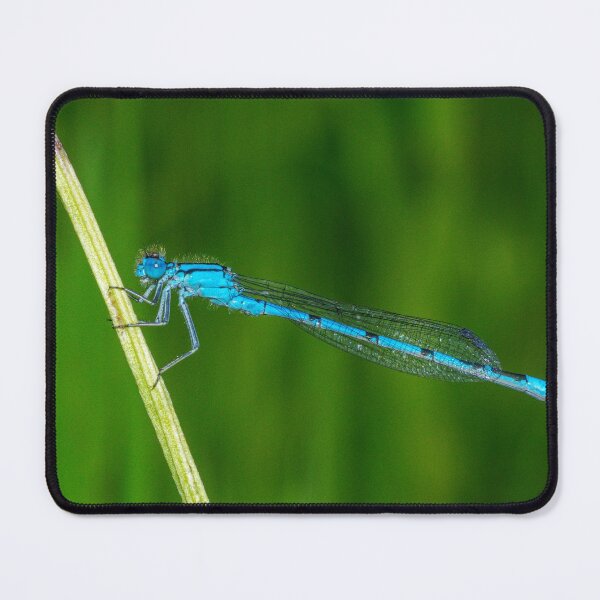 Item preview, Azure Damselfly designed and sold by iCimages.net.