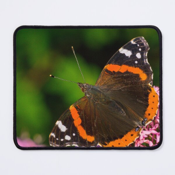 Item preview, Red Admiral butterfly designed and sold by iCimages.net.