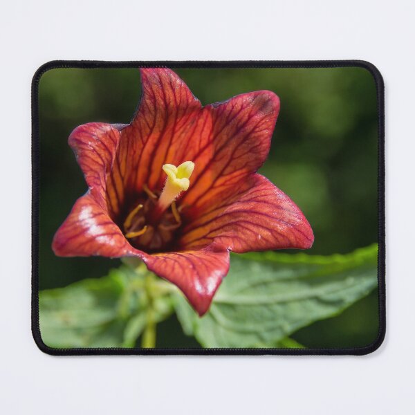 Item preview, Canary Island Bellflower designed and sold by iCimages.net.