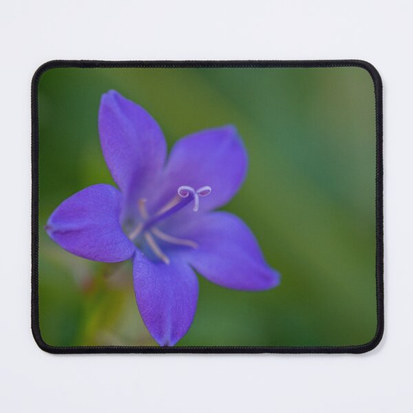 Item preview, Bellflower designed and sold by iCimages.net.