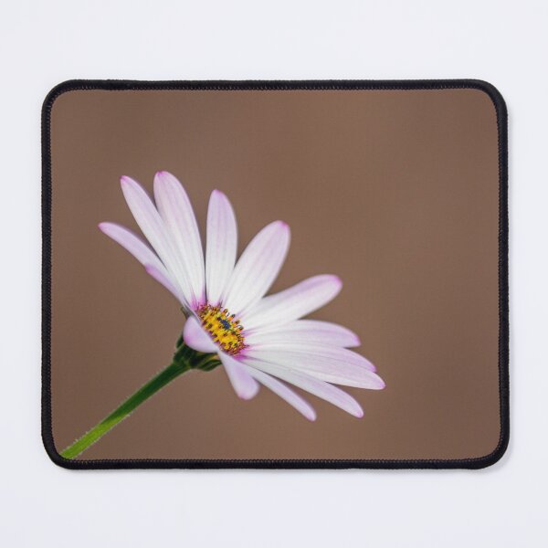 Item preview, African daisy designed and sold by iCimages.net.