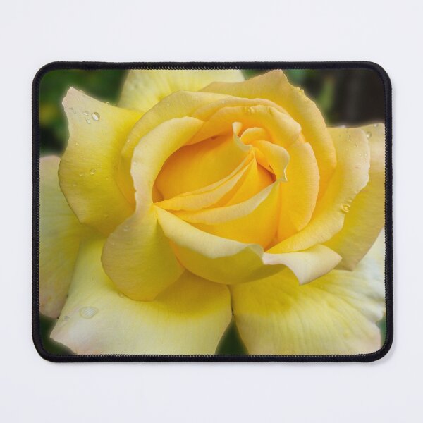 Item preview, Yellow rose designed and sold by iCimages.net.